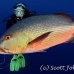 snapper_red_ver_h_0158_yap1071.jpg